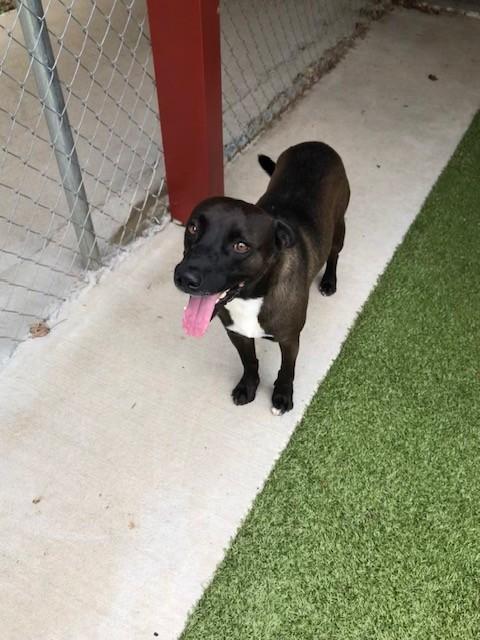 Enlarge Stu, a Adoptable mixed breed in Fayetteville, AR image 4/4