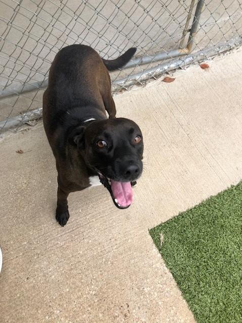 Enlarge Stu, a Adoptable mixed breed in Fayetteville, AR image 1/4