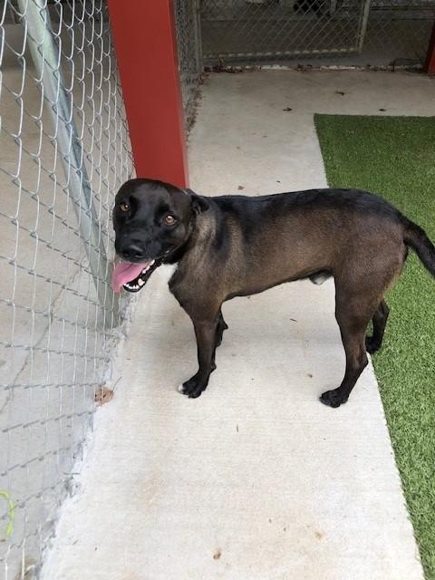 Enlarge Stu, a Adoptable mixed breed in Fayetteville, AR image 2/4