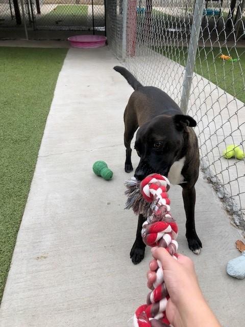 Enlarge Stu, a Adoptable mixed breed in Fayetteville, AR image 3/4