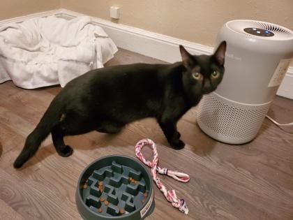 Albie (must be adopted with Axel), Adoptable, Adult Male Domestic Short Hair & Domestic Short Hair.