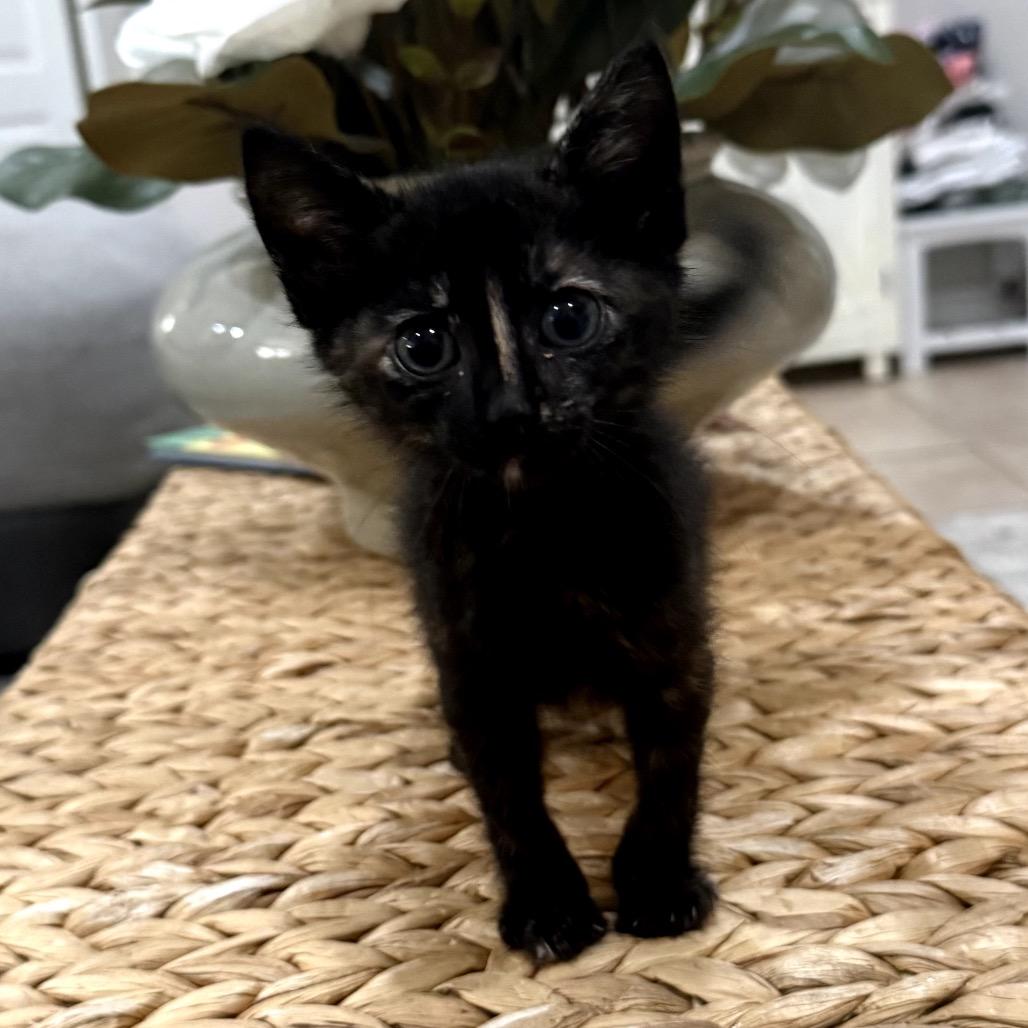 Sienna, Adoptable, Kitten Female Domestic Short Hair.
