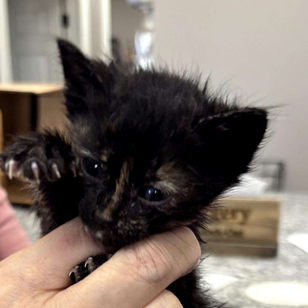 Enlarge Sienna, a Adoptable Domestic Short Hair in Midland, TX image 2/3