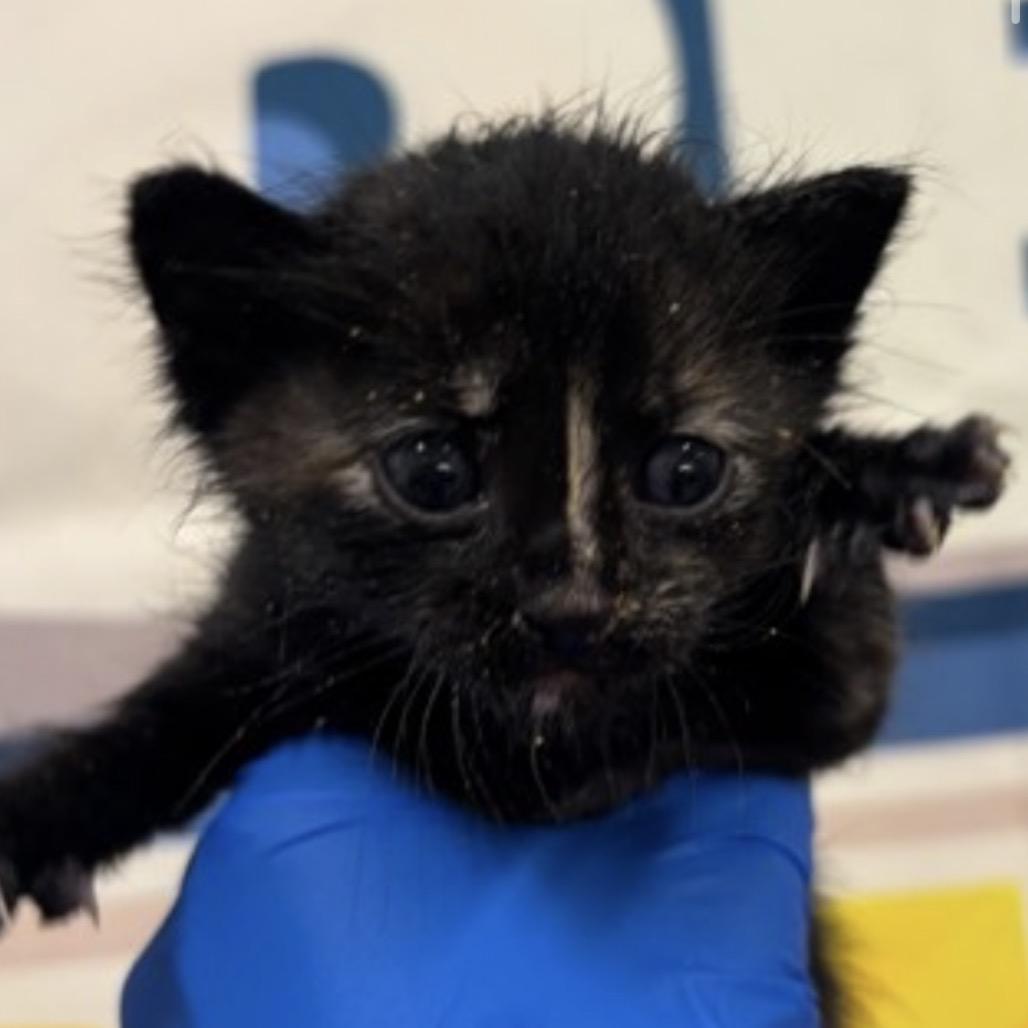 Enlarge Sienna, a Adoptable Domestic Short Hair in Midland, TX image 3/3