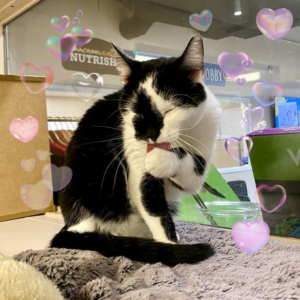 Leela, Adoptable, Adult Female Domestic Short Hair.