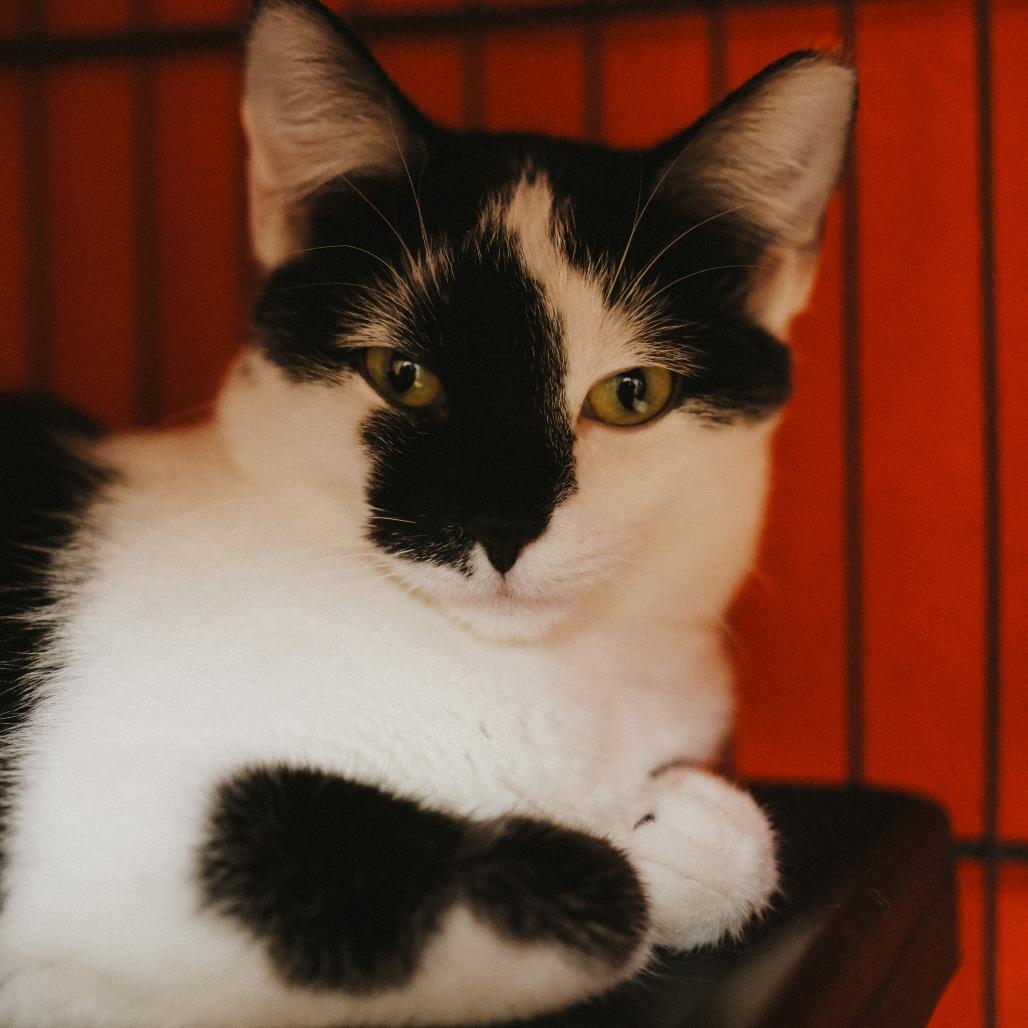 Enlarge Leela, a Adoptable Domestic Short Hair in Tempe, AZ image 2/5