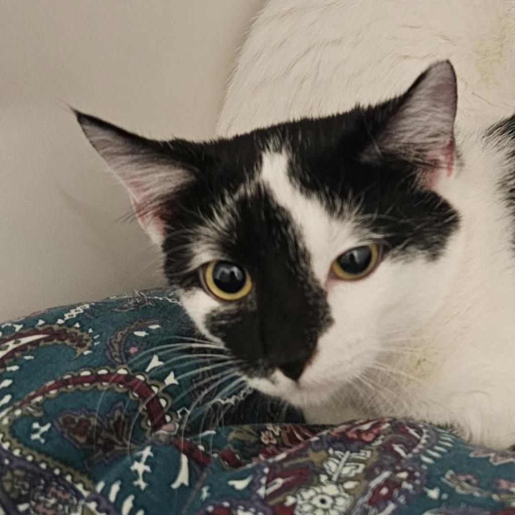 Enlarge Leela, a Adoptable Domestic Short Hair in Tempe, AZ image 3/5