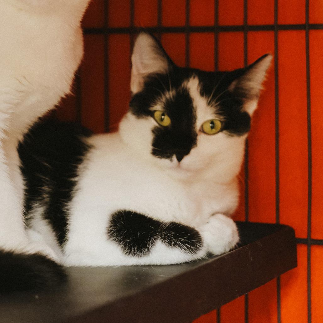 Enlarge Leela, a Adoptable Domestic Short Hair in Tempe, AZ image 4/5