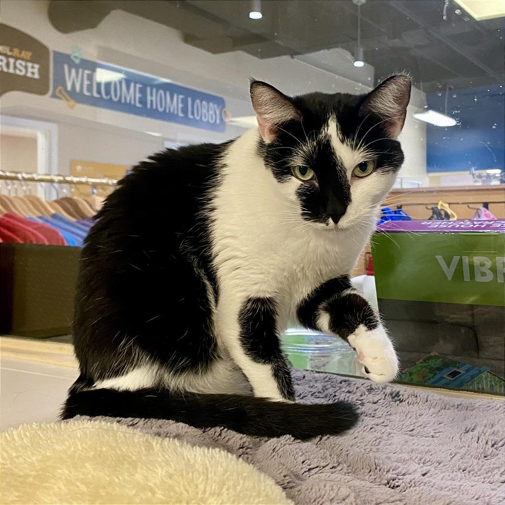 Enlarge Leela, a Adoptable Domestic Short Hair in Tempe, AZ image 5/5