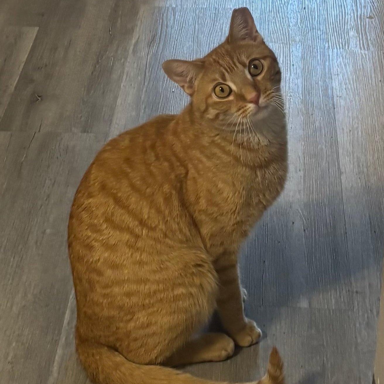 Danny, a Adoptable Domestic Short Hair in Princeton, NJ image 3/3