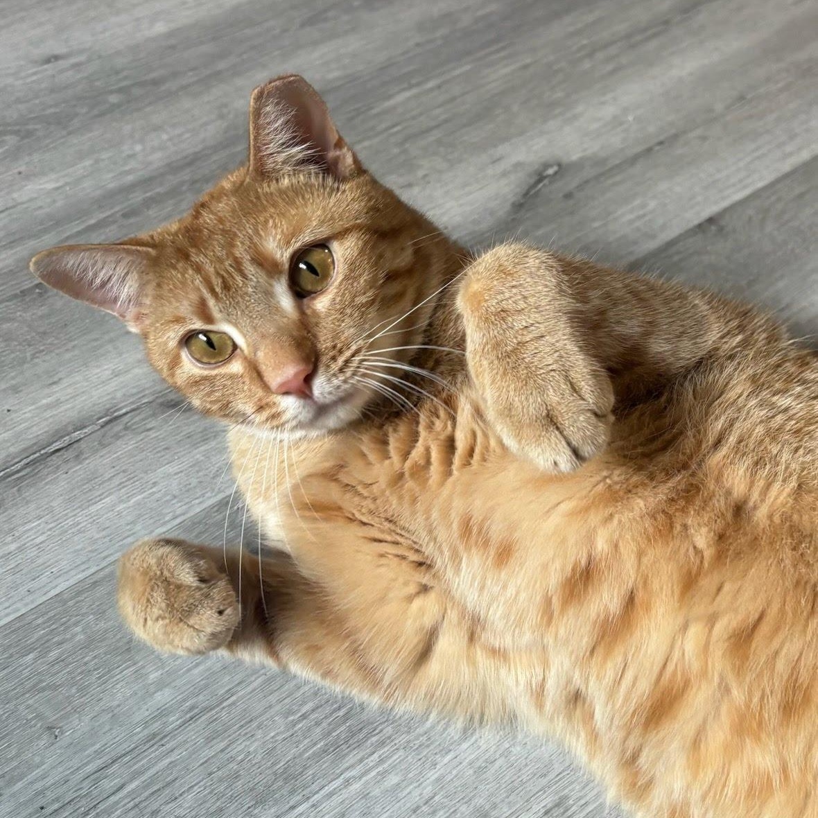 Danny, a Adoptable Domestic Short Hair in Princeton, NJ image 1/3