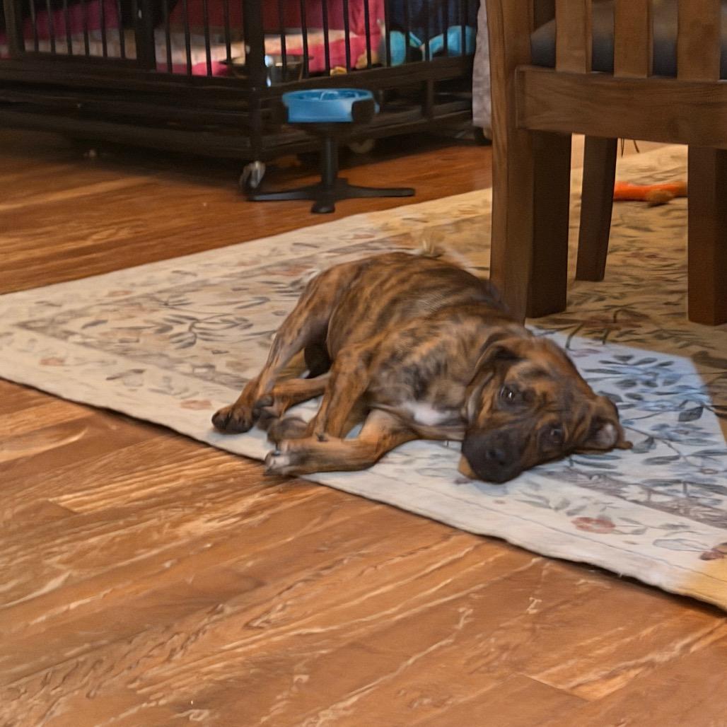 Enlarge Gypsy, a Adoptable mixed breed in Starkville, MS image 1/5