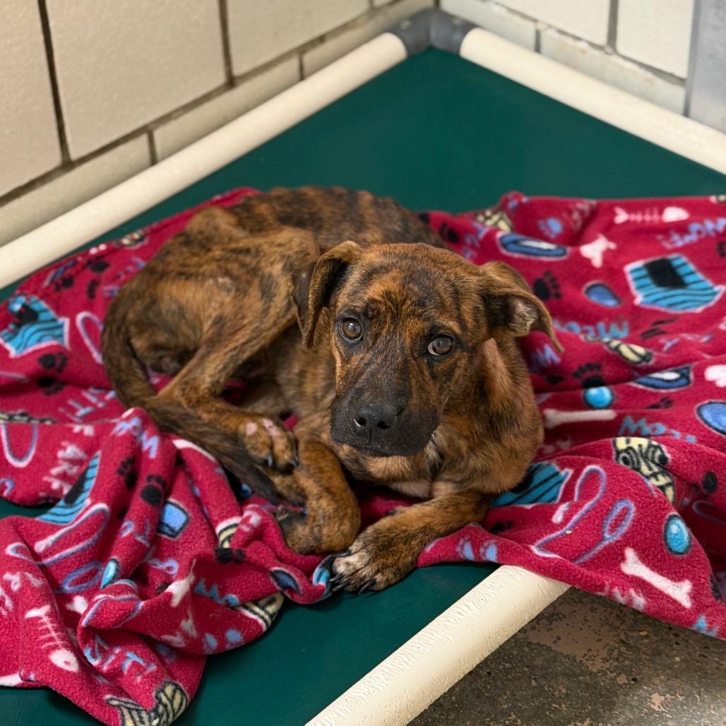 Enlarge Gypsy, a Adoptable mixed breed in Starkville, MS image 2/5