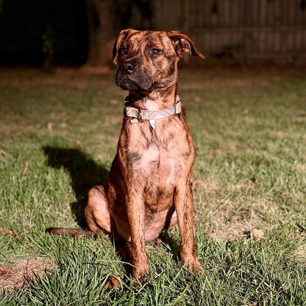 Enlarge Gypsy, a Adoptable mixed breed in Starkville, MS image 3/5