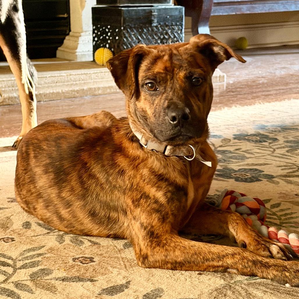 Enlarge Gypsy, a Adoptable mixed breed in Starkville, MS image 4/5