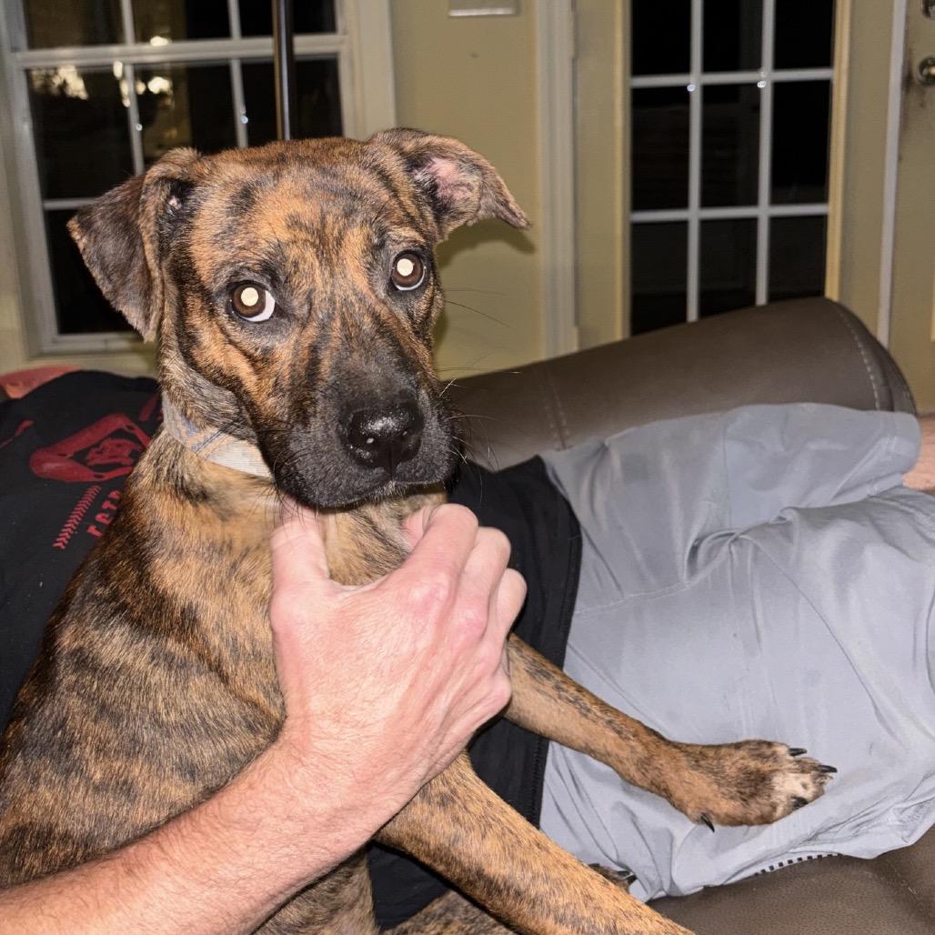 Enlarge Gypsy, a Adoptable mixed breed in Starkville, MS image 5/5