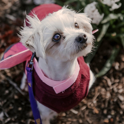 6582 Evie, an adoptable Morkie in Springfield, MO, 65810 | Photo Image 1