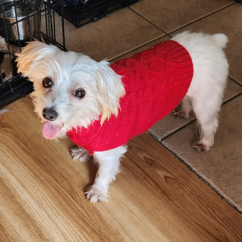 6582 Evie, an adoptable Morkie in Springfield, MO, 65810 | Photo Image 3