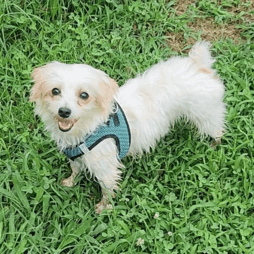 6582 Evie, an adoptable Morkie in Springfield, MO, 65810 | Photo Image 2