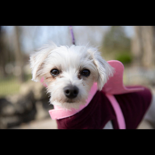 6582 Evie, an adoptable Morkie in Springfield, MO, 65810 | Photo Image 4
