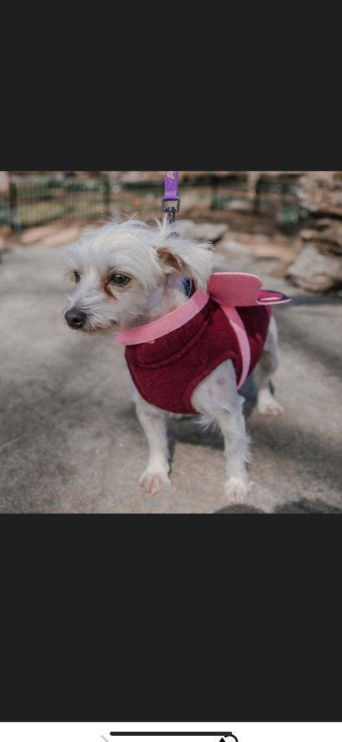6582 Evie, an adoptable Morkie in Springfield, MO, 65810 | Photo Image 6