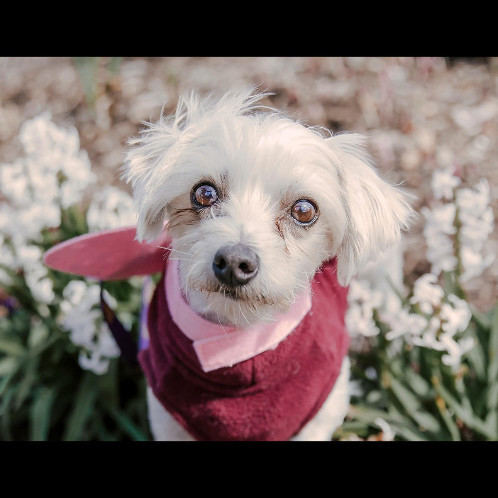 6582 Evie, an adoptable Morkie in Springfield, MO, 65810 | Photo Image 5