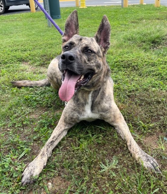Sammy, Adopted, Adult Male Mastiff.