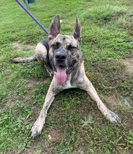 Enlarge Sammy, a Adopted Mastiff in Stafford, VA image 2/2