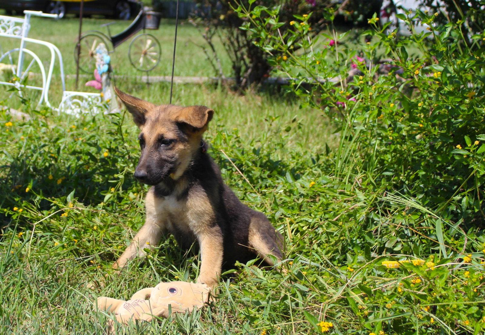 Gunnar 12 wks Neuter Contract Requ $425, Adopted, Puppy Male German Shepherd Dog.