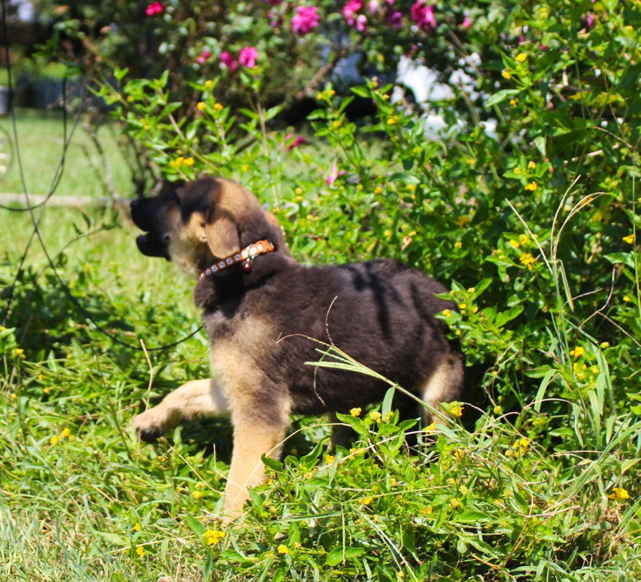 Enlarge Gunnar 12 wks Neuter Contract Requ $425, a Adopted German Shepherd Dog in Holly Hill, SC image 2/3