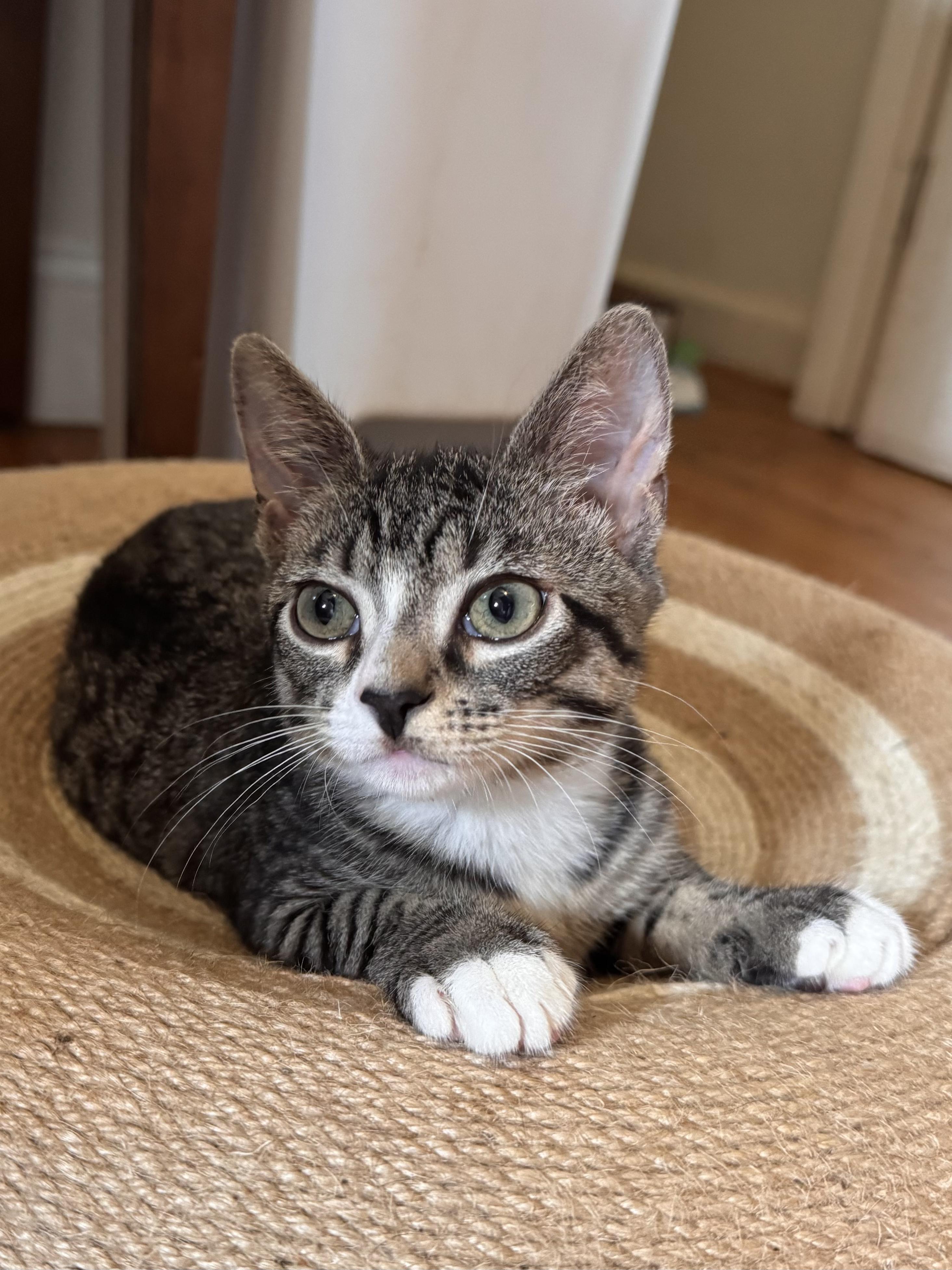 Moose Tracks, ADOPTABLE, Kitten Male Tabby.