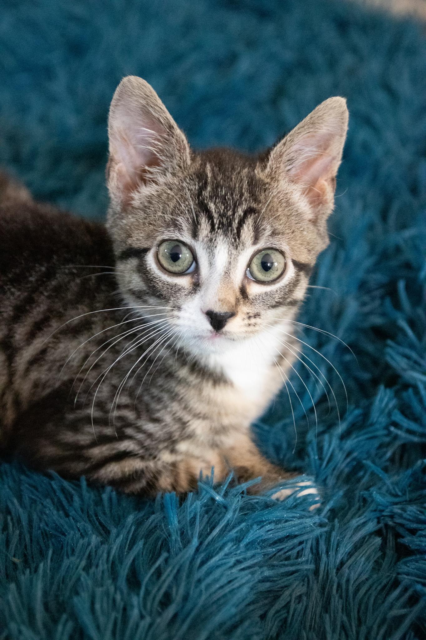 Sauerkraut, a ADOPTABLE Domestic Short Hair in Haddon Heights, NJ image 1/3