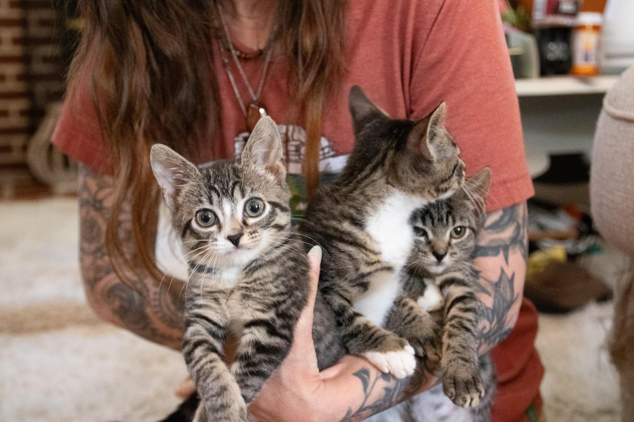 Sauerkraut, a ADOPTABLE Domestic Short Hair in Haddon Heights, NJ image 3/3