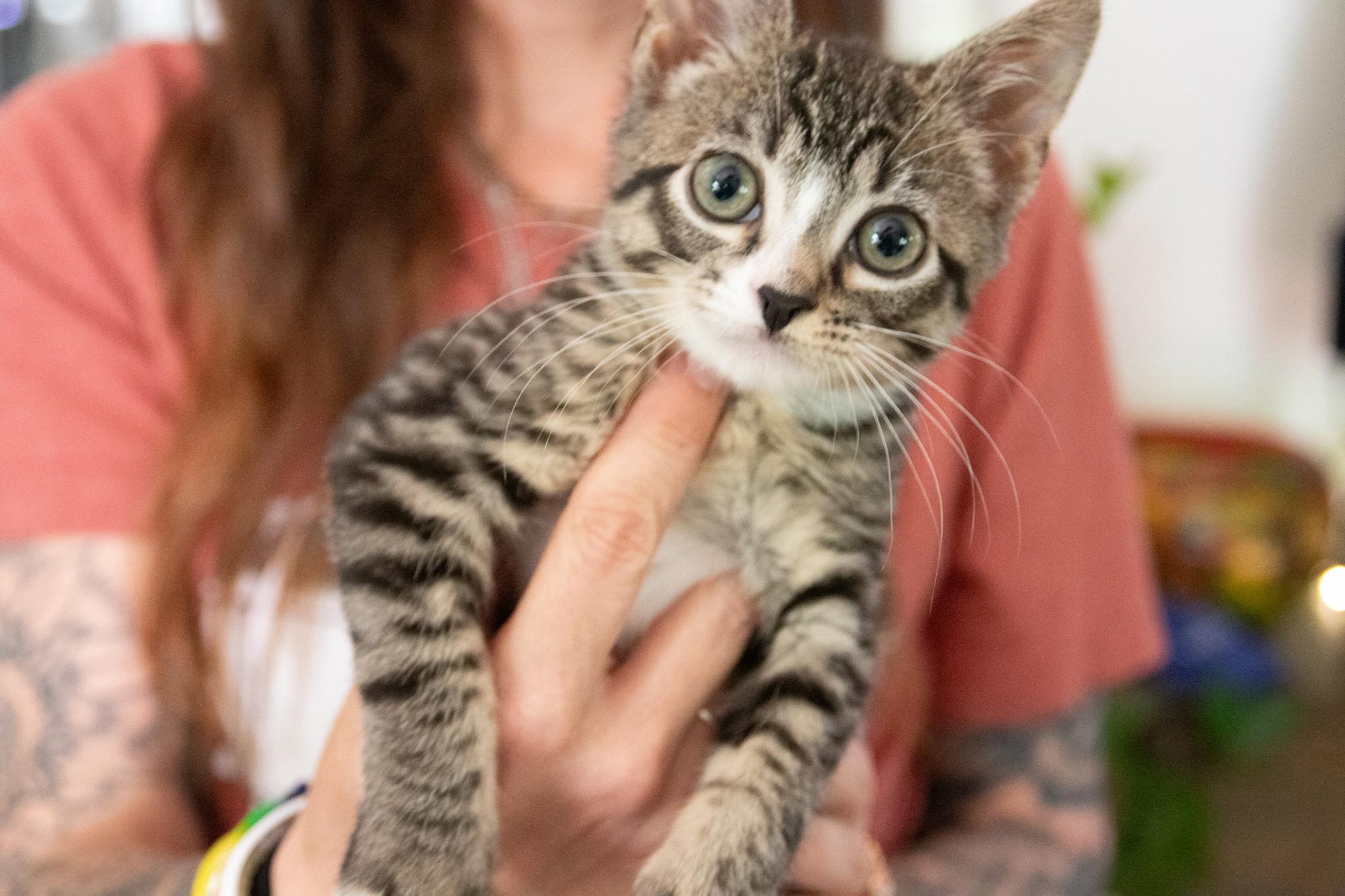 Sauerkraut, a ADOPTABLE Domestic Short Hair in Haddon Heights, NJ image 2/3