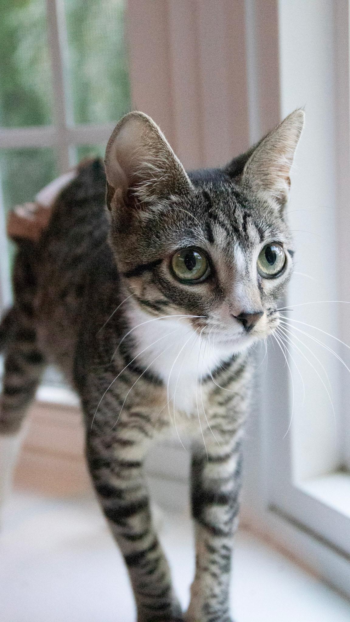 Enlarge Sauerkraut (Diaper kitten), a Adoptable Tabby in Haddon Heights, NJ image 6/6