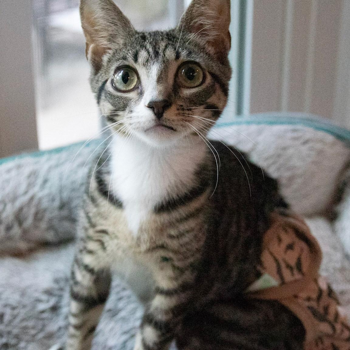 Sauerkraut (Diaper kitten), Adoptable, Young Male Tabby.