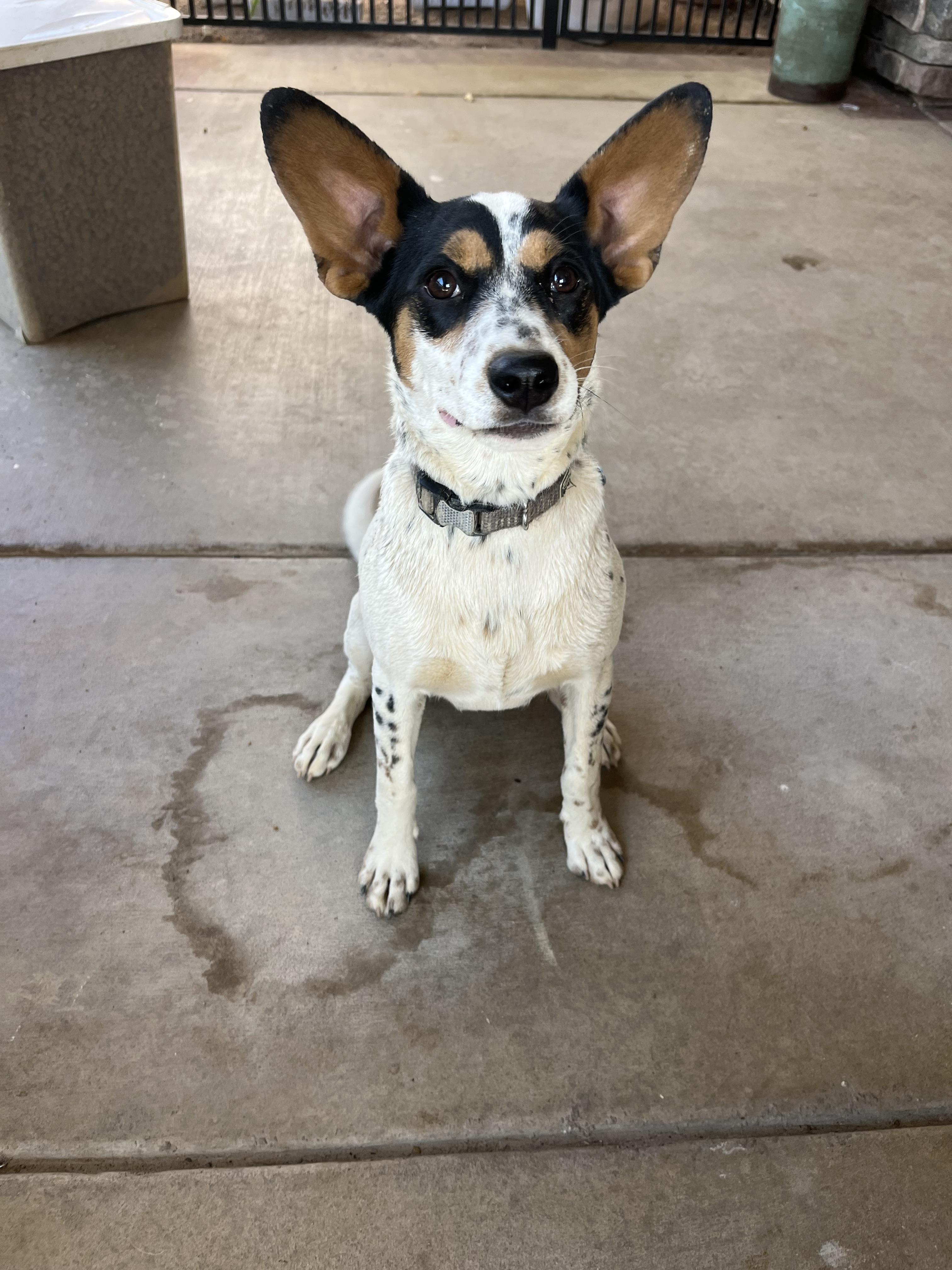 Enlarge Tulip, a Adoptable mixed breed in Poway, CA image 1/6