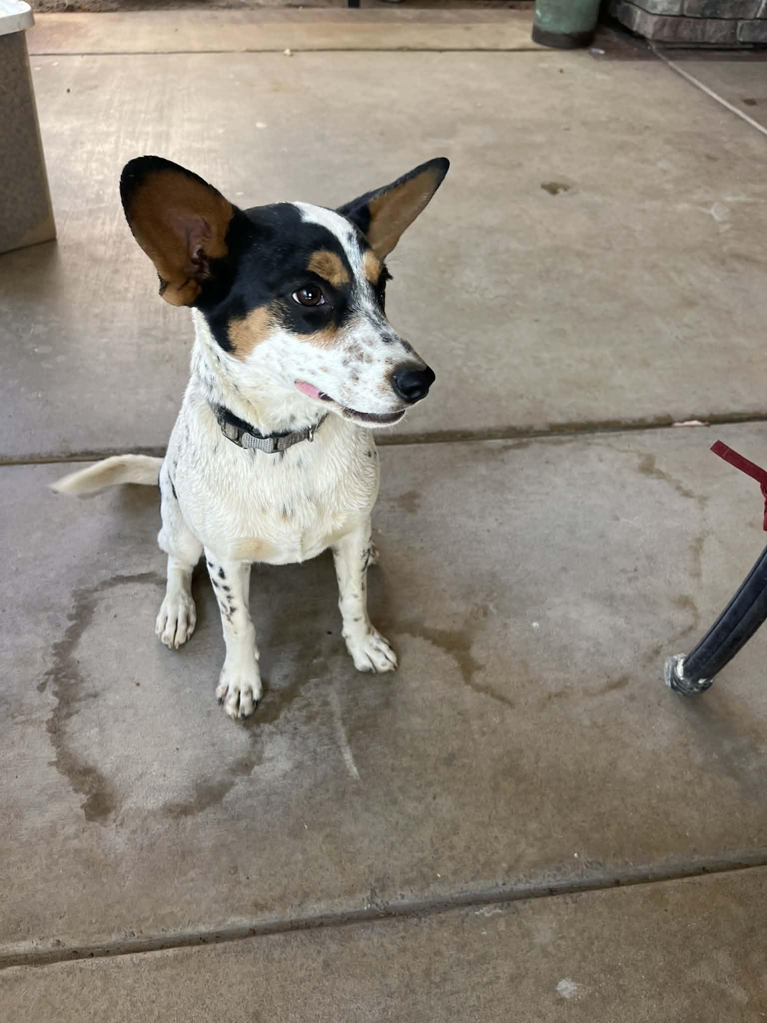Enlarge Tulip, a Adoptable mixed breed in Poway, CA image 5/6