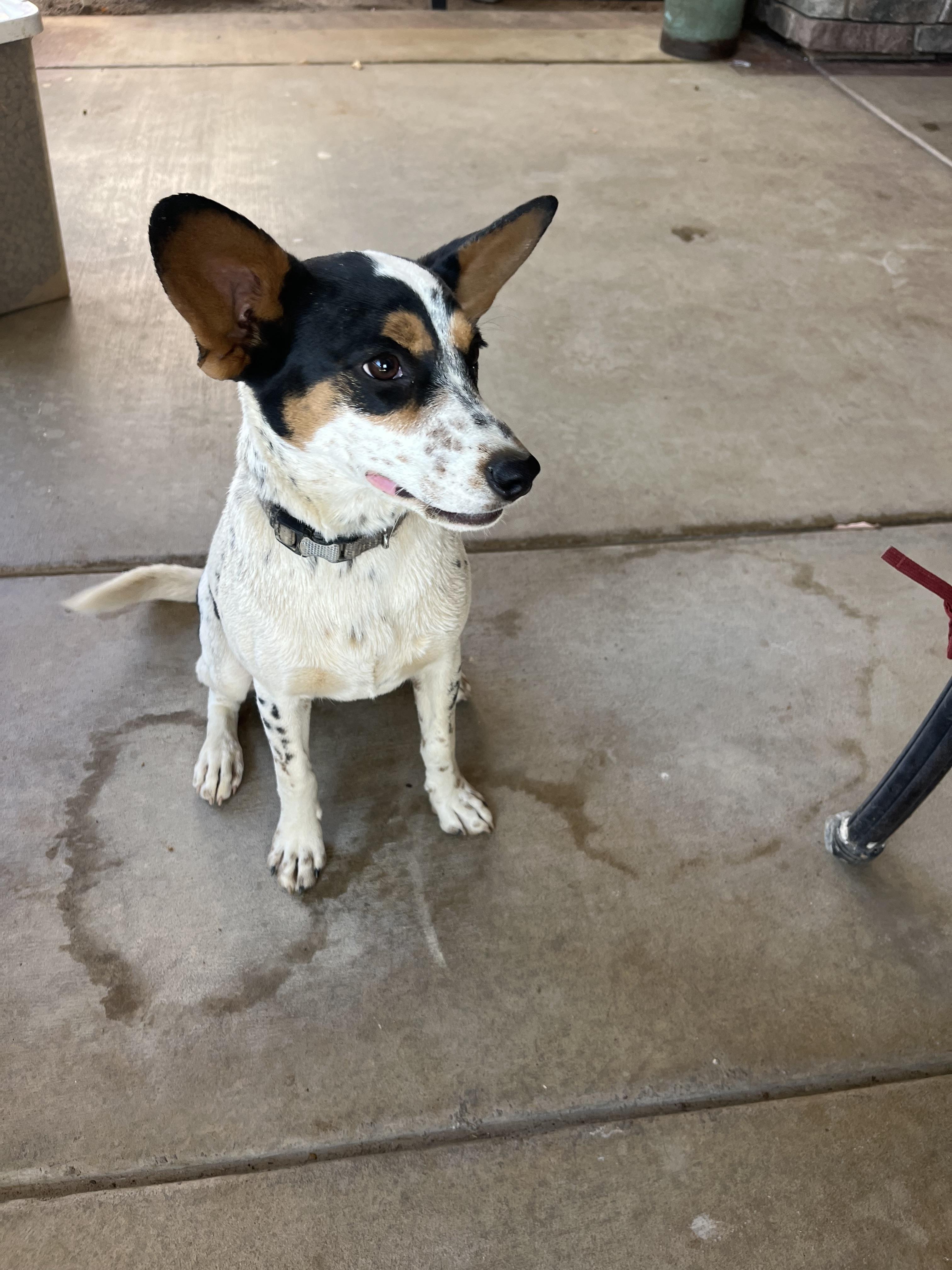 Enlarge Tulip, a Adoptable mixed breed in Poway, CA image 2/6