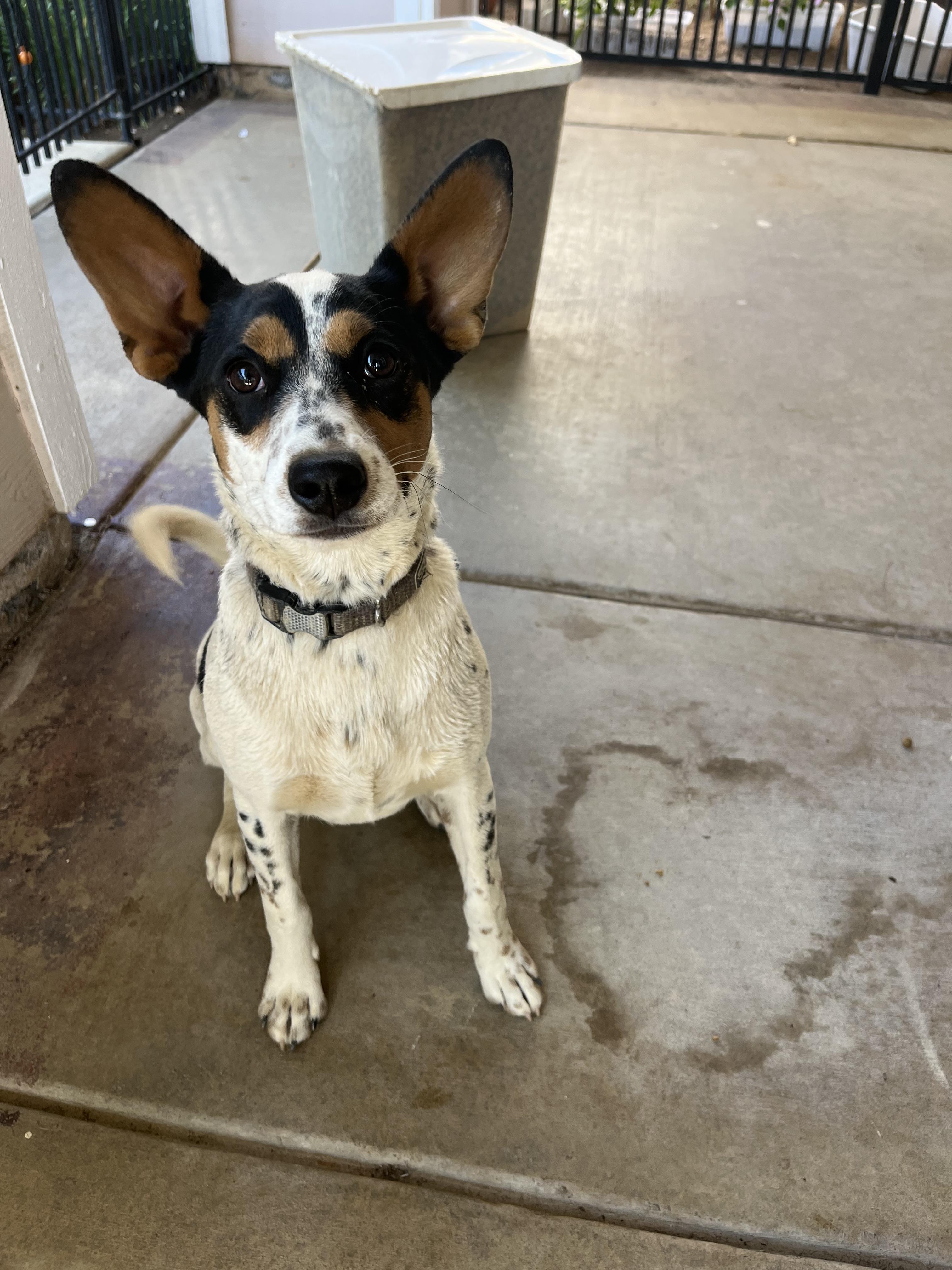 Enlarge Tulip, a Adoptable mixed breed in Poway, CA image 3/6