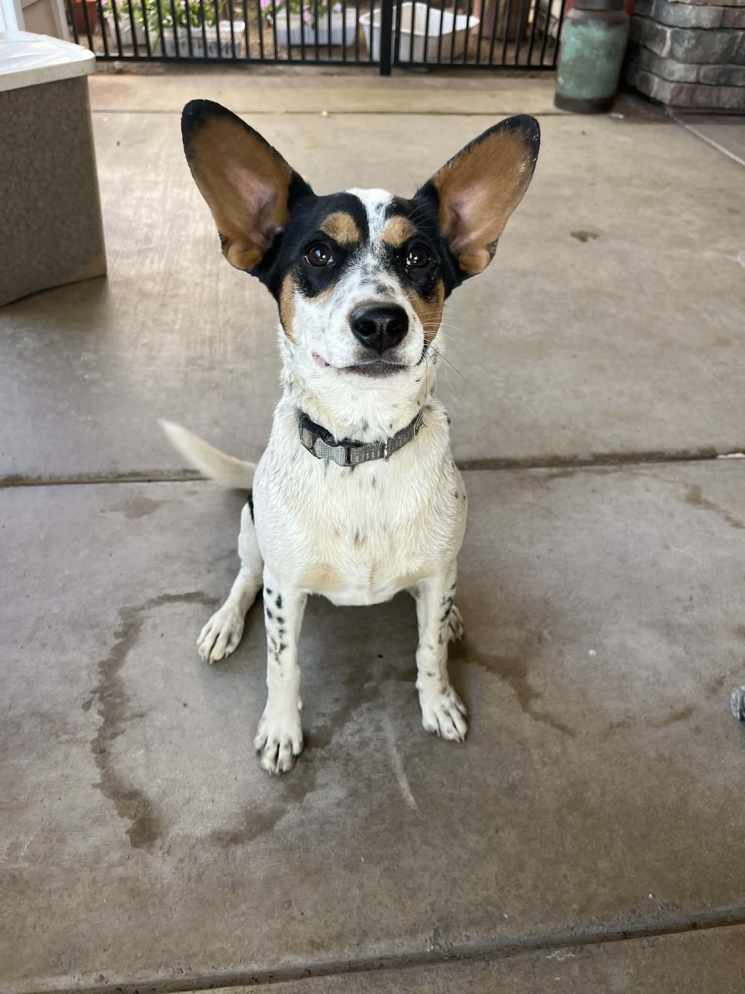 Tulip, Adoptable, Young Female Australian Shepherd.