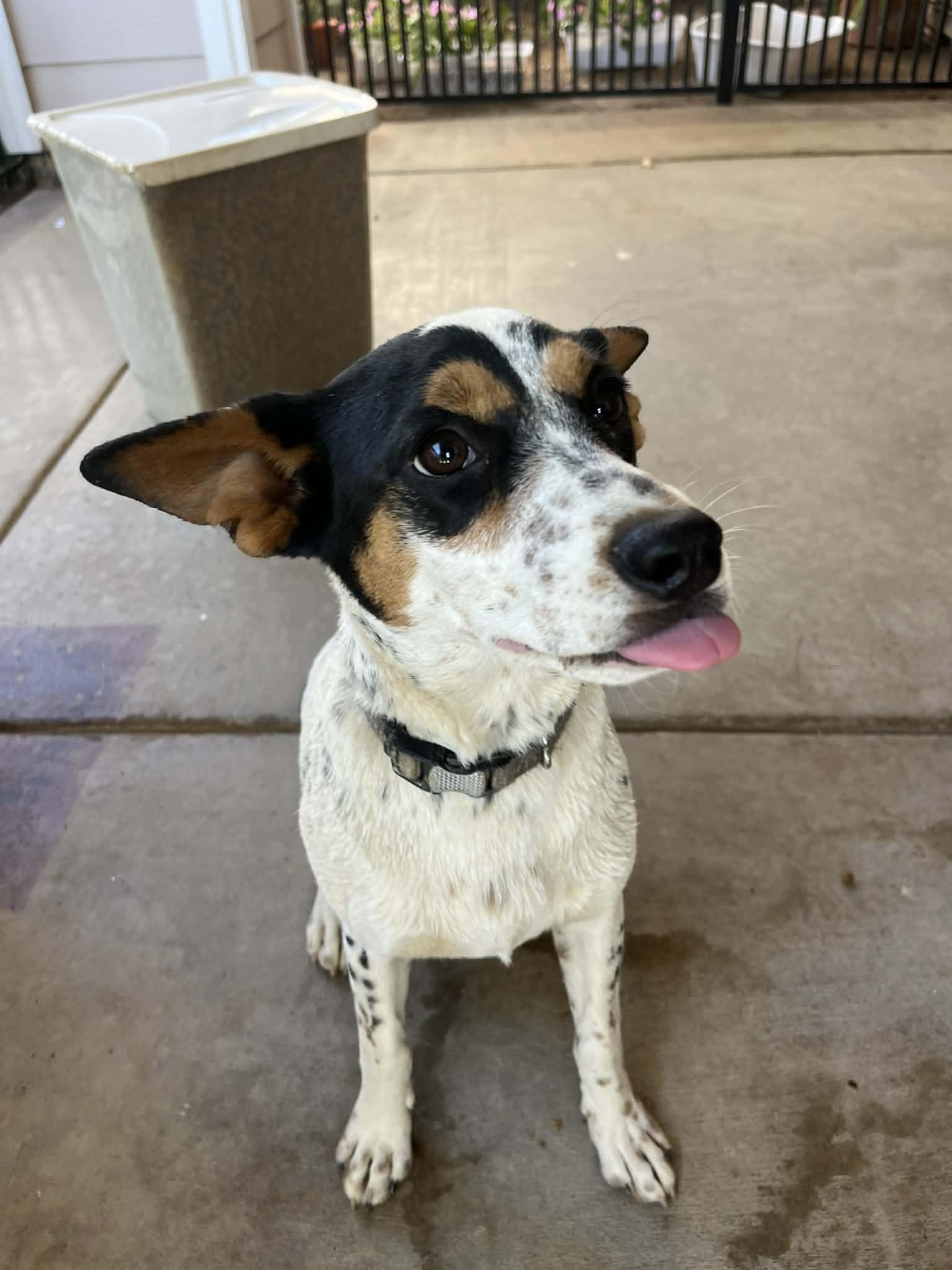 Enlarge Tulip, a Adoptable mixed breed in Poway, CA image 6/6