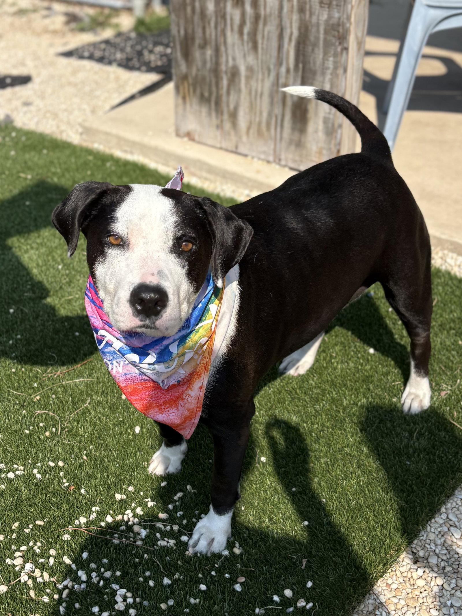 Molly, Adoptable, Young Female Border Collie & American Staffordshire Terrier.