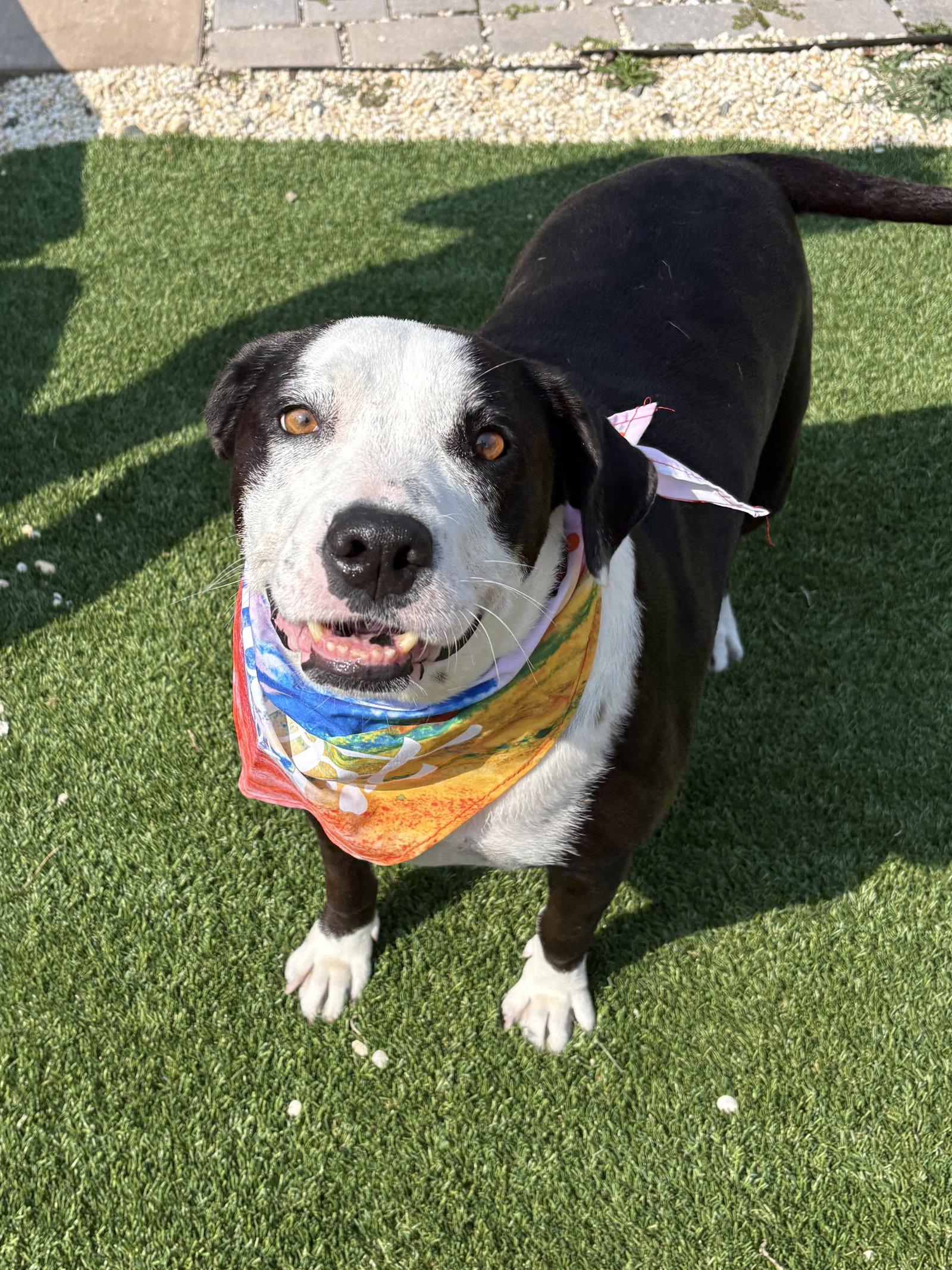 Molly, a Adoptable mixed breed in Spring Lake, NJ image 2/3