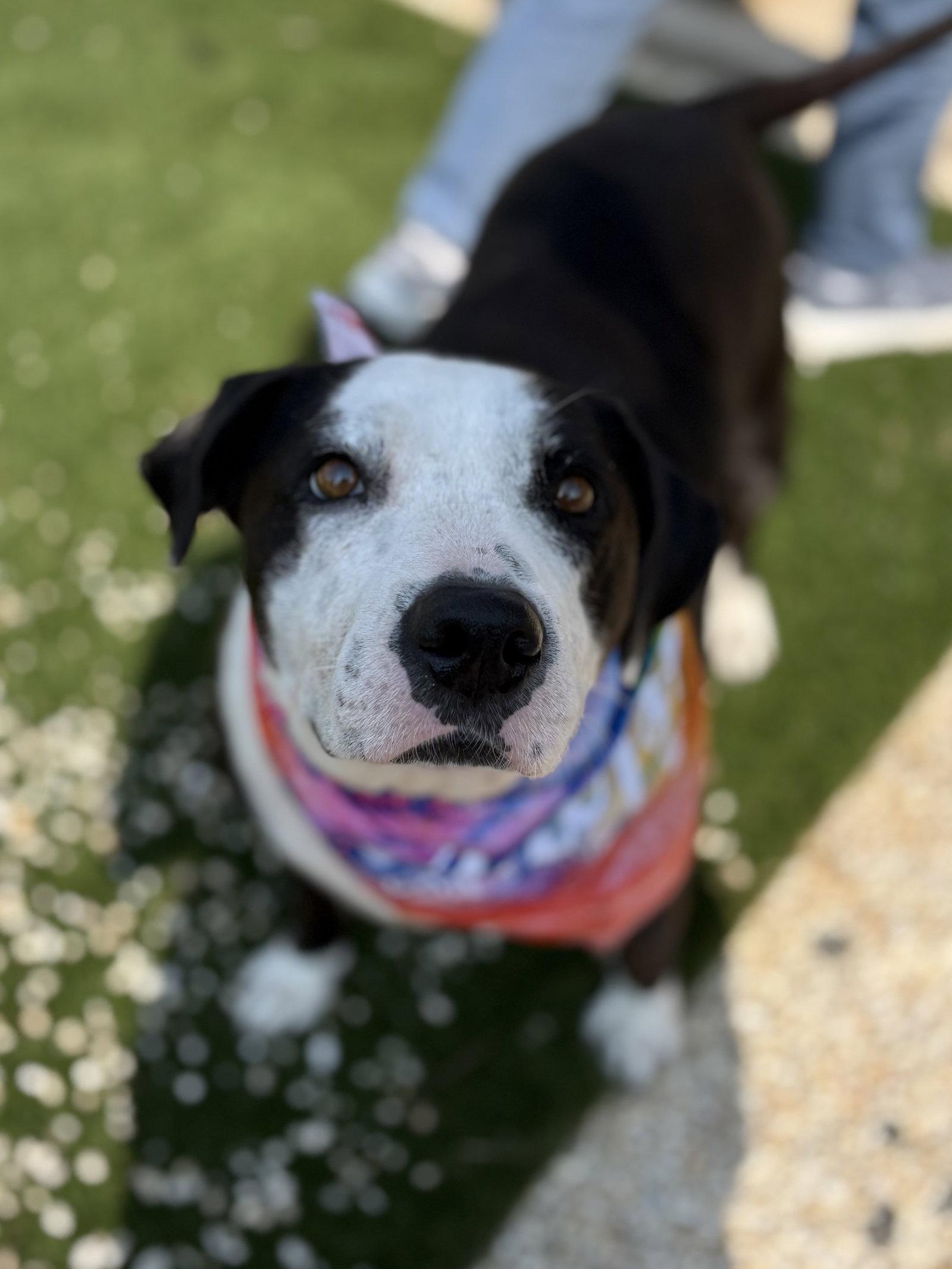 Molly, a Adoptable mixed breed in Spring Lake, NJ image 3/3