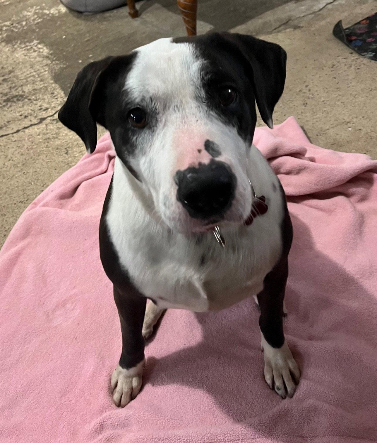 Molly, a Adoptable mixed breed in Spring Lake, NJ image 1/3