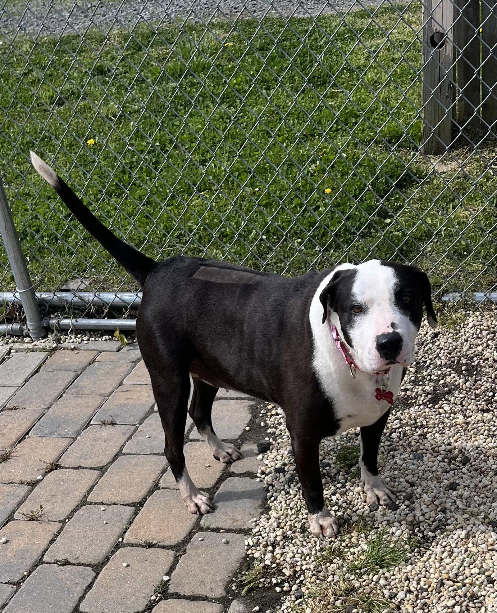 Molly, a Adoptable mixed breed in Spring Lake, NJ image 2/3