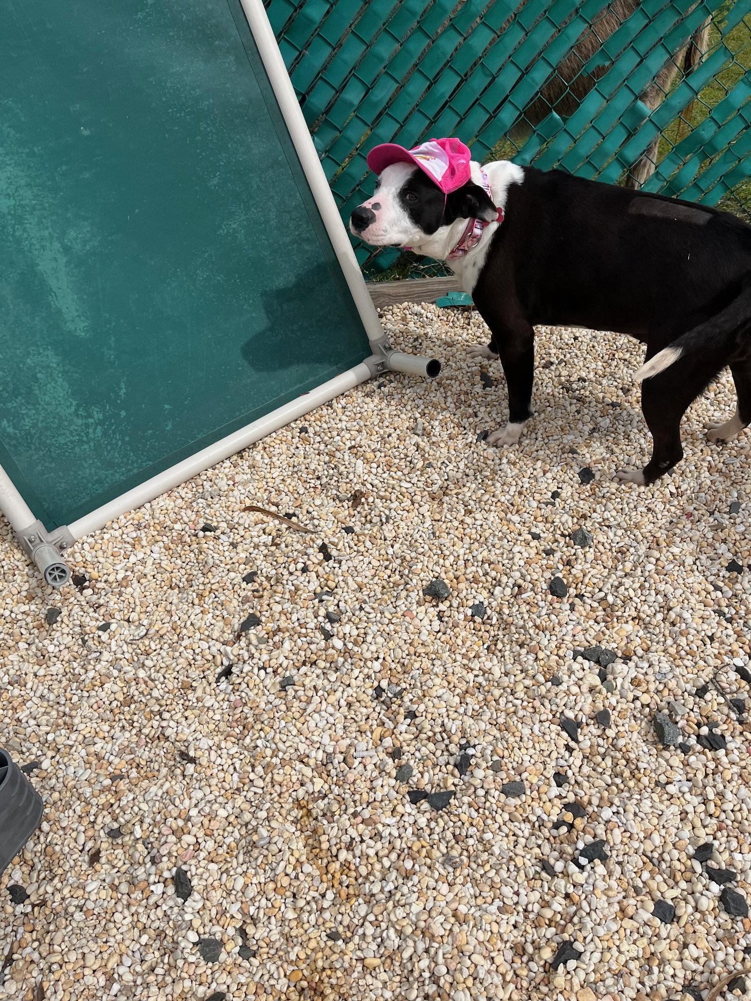 Molly, a Adoptable mixed breed in Spring Lake, NJ image 3/3