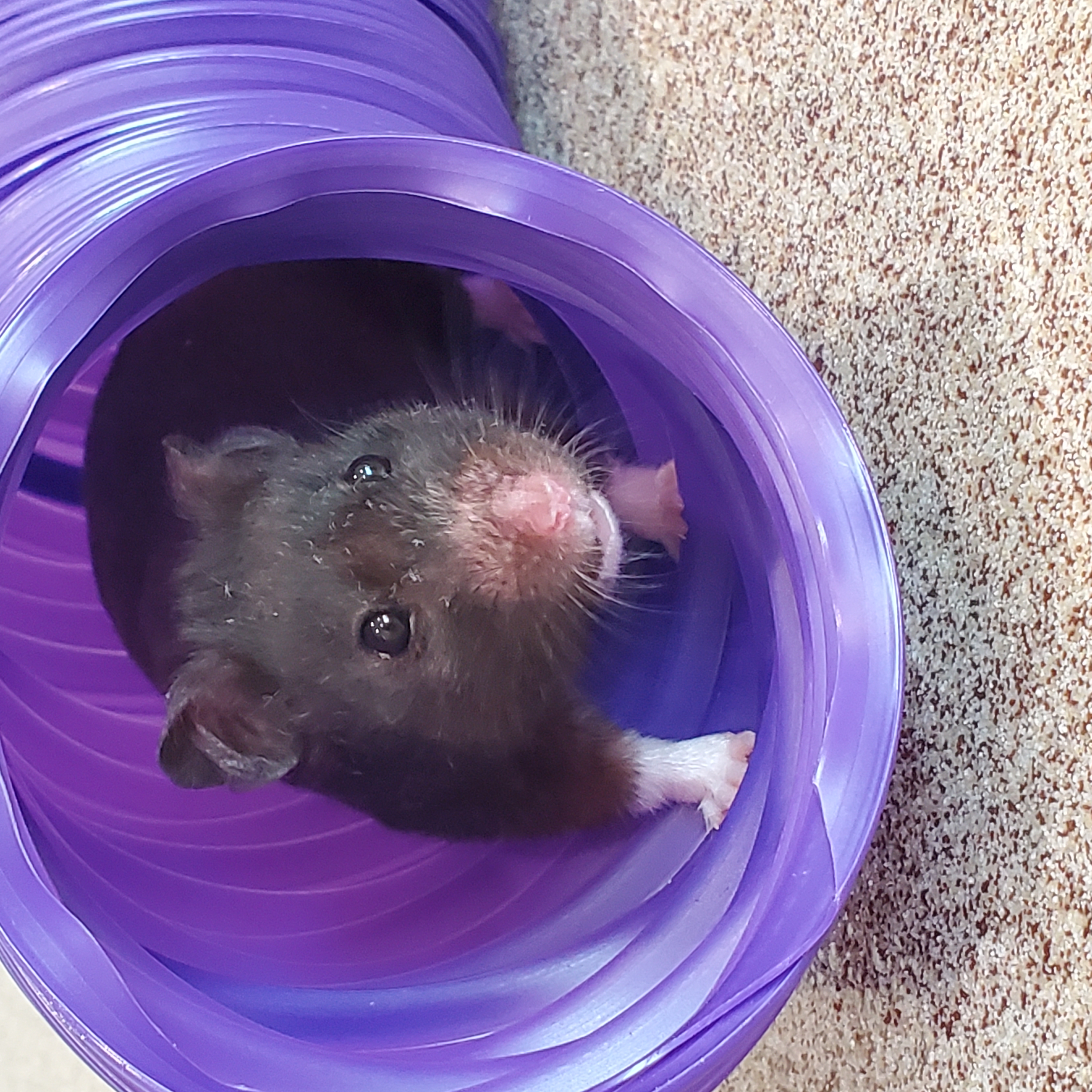 Ophelia, Adopted, Adult Female Hamster.