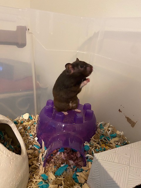 Enlarge Ophelia, a Adopted Hamster in Manchester, CT image 2/3